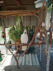 Lost Cockatoo