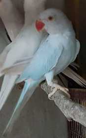 Lost Indian Ringneck Parakeet