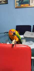 Lost Conure