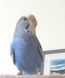 Lost Parakeet