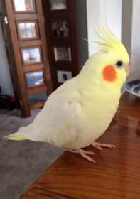 Lost Cockatiel