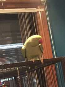 Lost African Ringneck Parakeet
