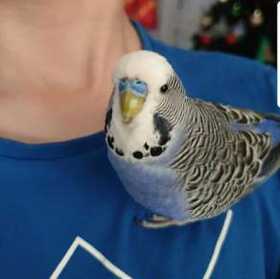 Lost Budgerigar