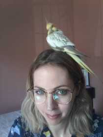 Lost Cockatiel