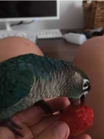 Lost Conure