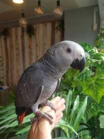 Lost African Grey