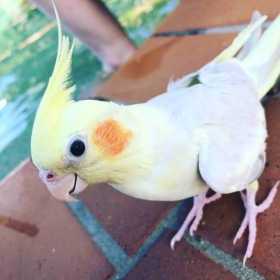 Lost Cockatiel