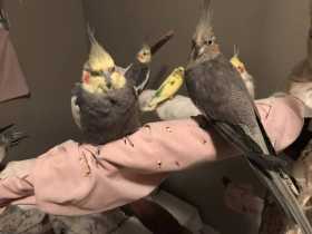 Lost Cockatiel