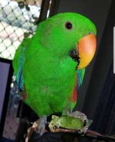 Lost Eclectus