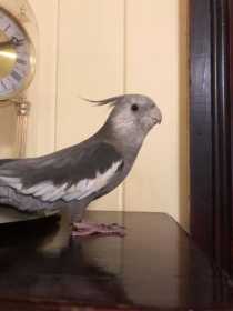 Lost Cockatiel