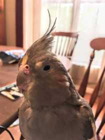 Lost Cockatiel