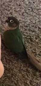 Lost Conure