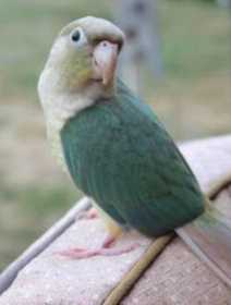 Lost Conure