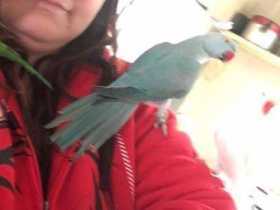 Lost Indian Ringneck Parakeet