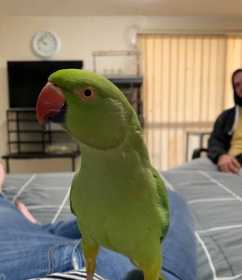 Lost Indian Ringneck Parakeet