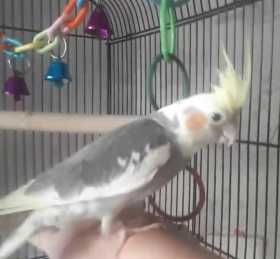 Lost Cockatiel