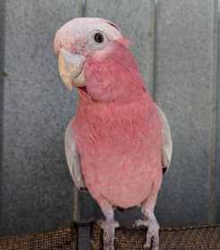 Lost Galah Cockatoo