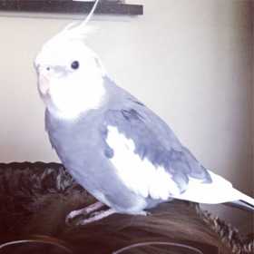 Lost Cockatiel