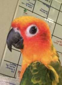 Lost Conure