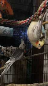 Lost Cockatiel