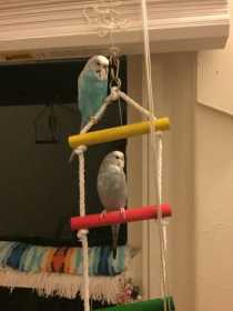 Lost Budgerigar