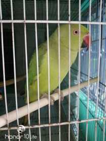 Lost Indian Ringneck Parakeet
