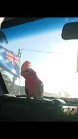 Lost Galah Cockatoo