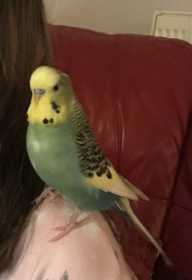 Lost Budgerigar