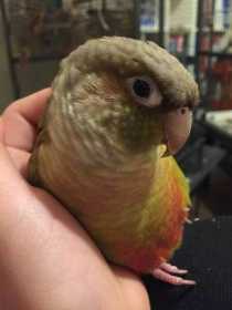 Lost Conure