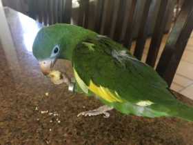 Lost White-Winged / Canary-Winged Parakeet