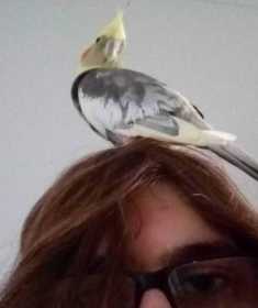 Lost Cockatiel