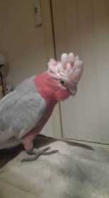 Lost Galah Cockatoo