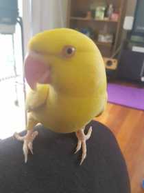 Lost Indian Ringneck Parakeet