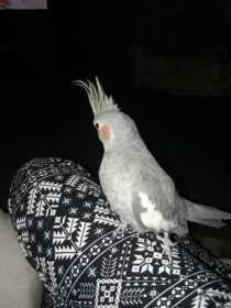 Lost Cockatiel