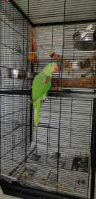 Lost Alexandrine