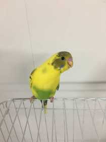 Lost Parakeet