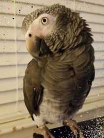 Lost African Grey