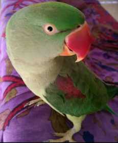 Lost Alexandrine