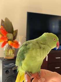Lost Indian Ringneck Parakeet