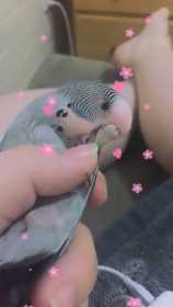 Lost Budgerigar