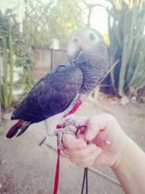 Lost African Grey