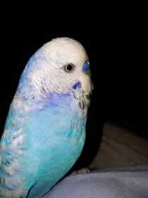 Lost Budgerigar