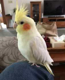 Lost Cockatiel