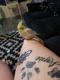 Lost Cockatiel