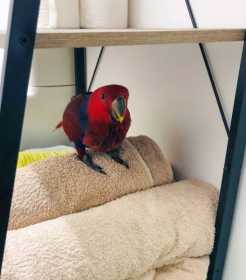 Lost Eclectus