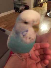 Lost Budgerigar