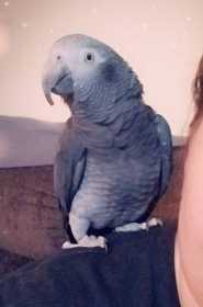 Lost African Grey