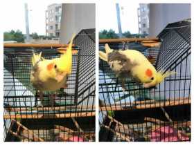 Lost Cockatiel