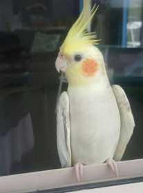 Lost Cockatiel