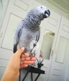 Lost African Grey